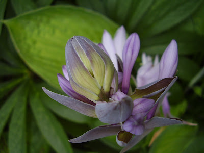 Hosta ventricosa - Blue plantain lily care and culture