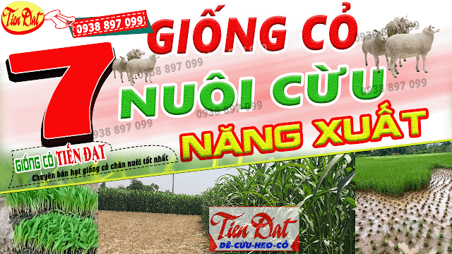 7 Loại giống cỏ nuôi cừu năng suất cao nhất tại Việt Nam