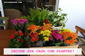 decore-sua-casa-com-plntas