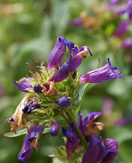 Penstemon serrulatus - Penstemon diffusus