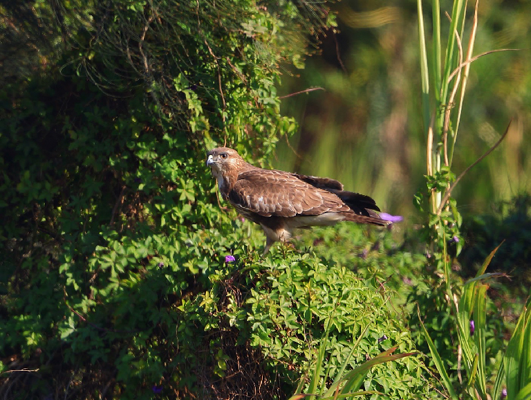 Eastern Buzzard