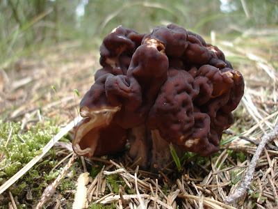  Piestrzenica kasztanowata Gyromitra esculenta