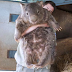 Meet Patrick the world’s oldest wombat is a virgin at 29