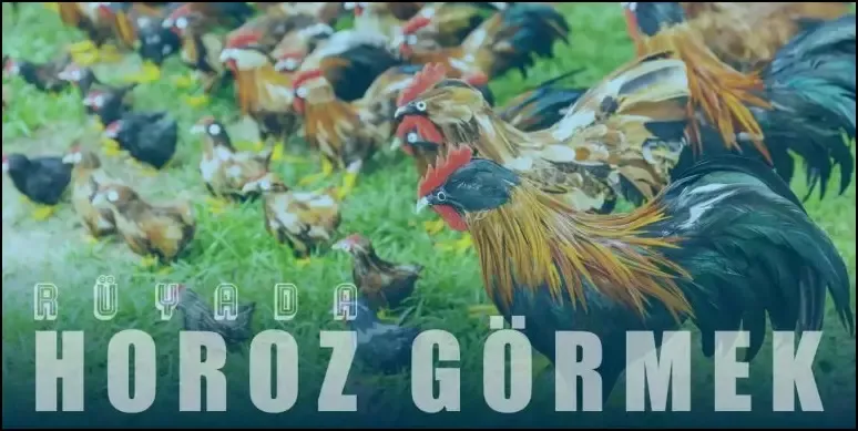 Rüyada Horoz Görmek Ne Anlama Gelir?