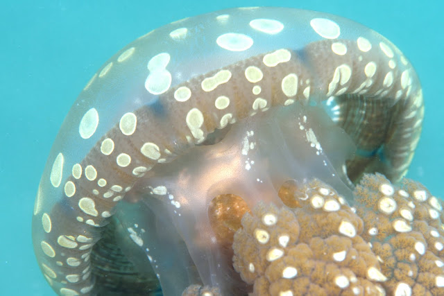 日高ダイビング-ニコン-マクロ-水中写真-diving-underwater-photography-nikon-d810-105mm-f2.8-macro