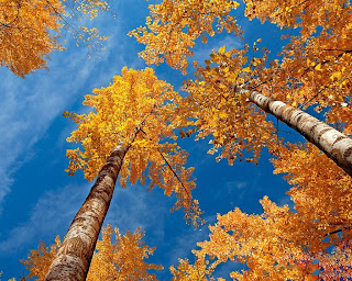Autumn Backgrounds, Fall Desktop Wallpapers