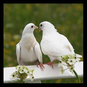  Gambar  Burung Merpati  Putih  Sepasang Gambar  Burung