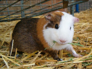 guinea pig