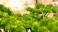 Parsley | Garden Parsley | Petroselinum Crispum