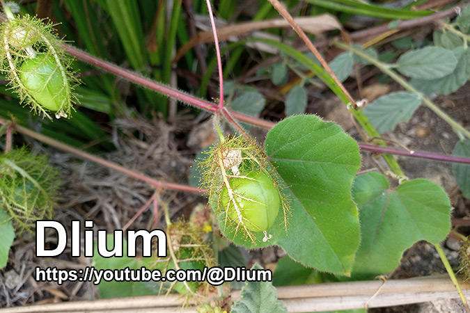 Dlium Sparkling passionflower (Passiflora vesicaria)