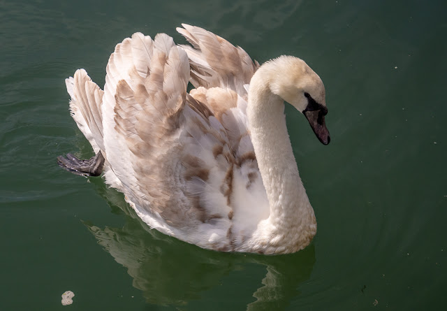 Photo of the lone cygnet well on the way to getting its adult plummage