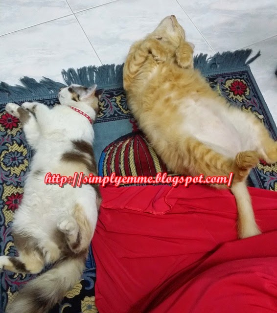 Just Wanna Be ME!!: Kutu Kucing: Ubat paling mujarab untuk 