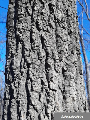 Бархат амурский (Phellodendron amurense)