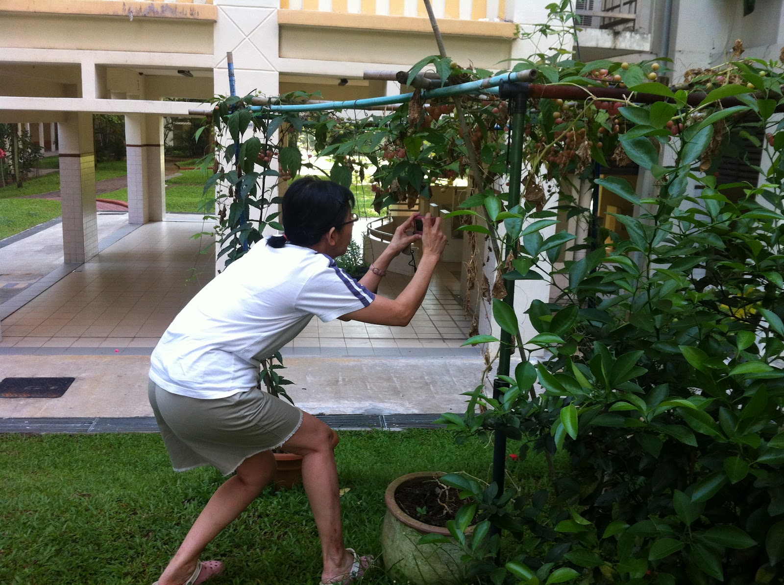 Gardening Dream Inspire Grapes In Hougang