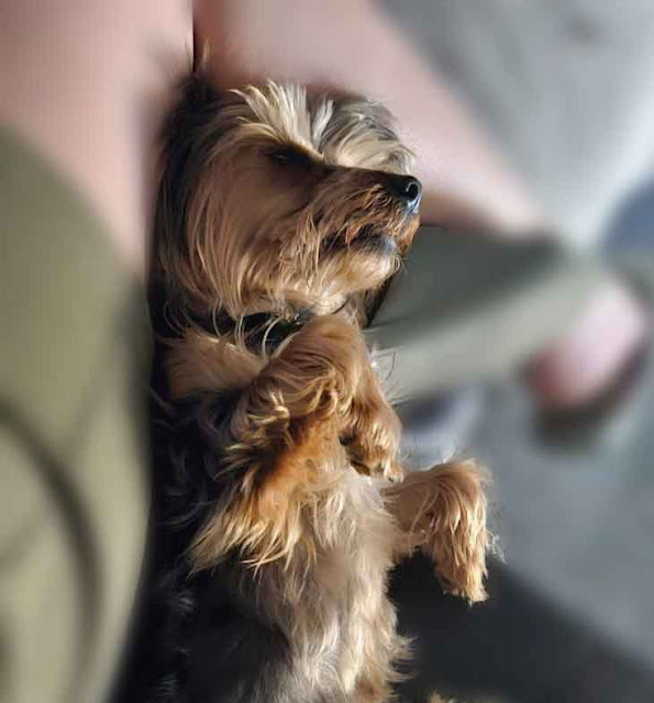 Yorkie boy sleeping close to his human