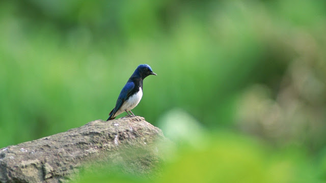 Photo Gallery Birds