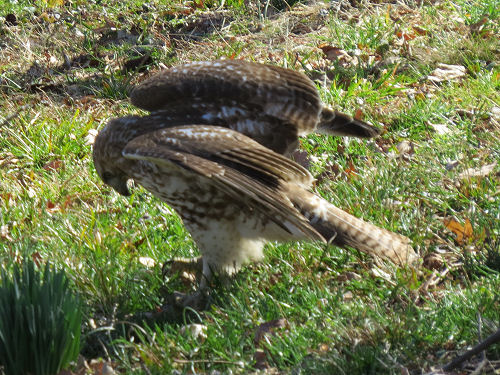 red tail hawk