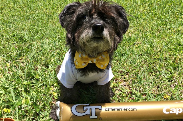 Oz in GT Yellow Jackets shirt with his bumble bee bow tie from Golden Woofs