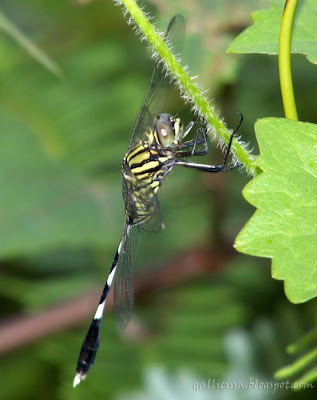 Green Skimmer