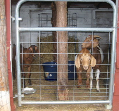 The goats want out?  No, food!