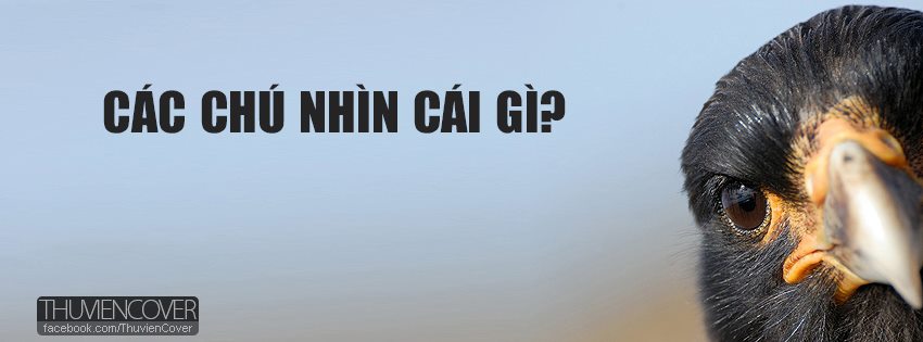 Ảnh bìa chim đại bàng