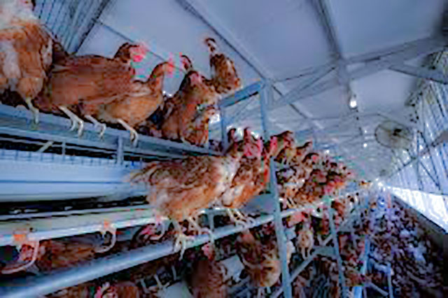 Avian flu and other forms of zoonotic flu