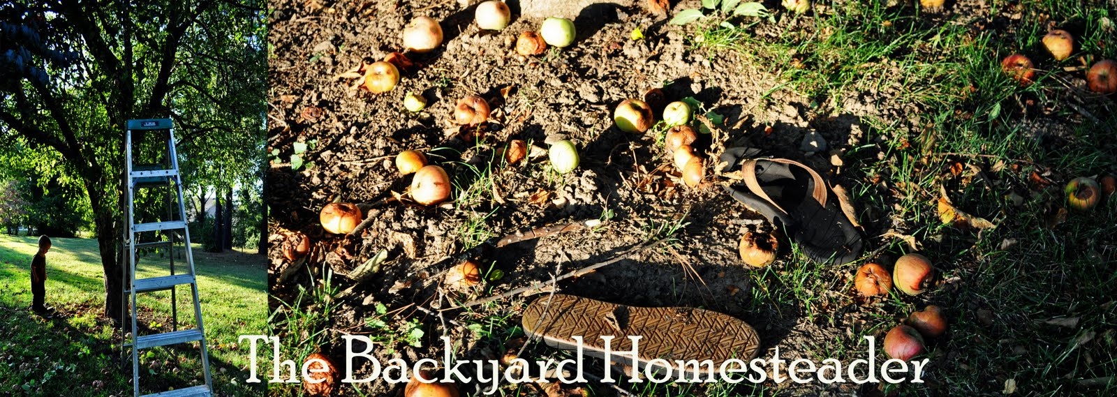 The Backyard Homesteader