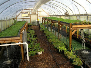 Ini Alasan Greenhouse Lebih Menguntungkan Dibandingkan Lahan Terbuka