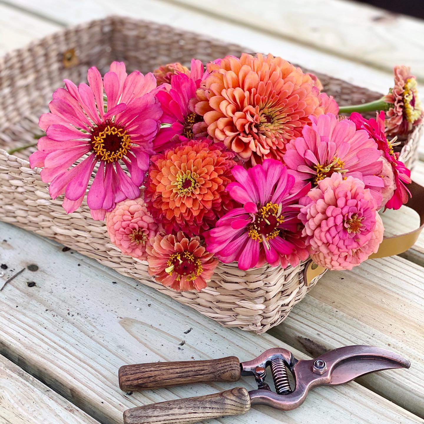 Zinnias Floret Flower Farm Yoderbilt Greenhouse