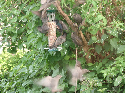 Starlings and youngsters