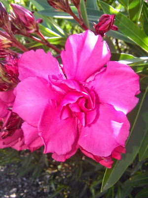 flor de adelfa rosa