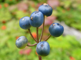 Clintonie boréale - Clintonia borealis