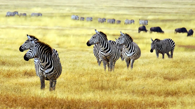 Zebras