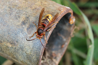Hoarnebij - Hoornaar - Vespa crabro