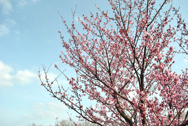 かみね公園頂上にある日立紅寒桜