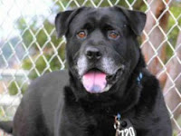 Onyx, a senior mixed breed dog, is on the lookout for a kiddie pool to splash in.