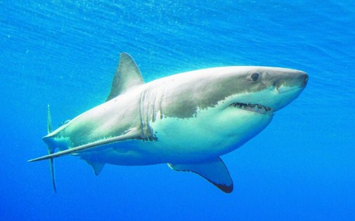 fakta unik ikan hiu
