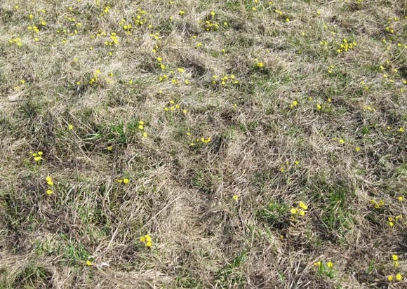 Sunlit meadow with spring flowers