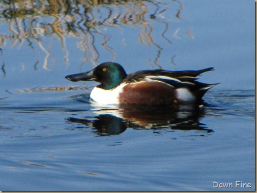sweetwater wetlands_062