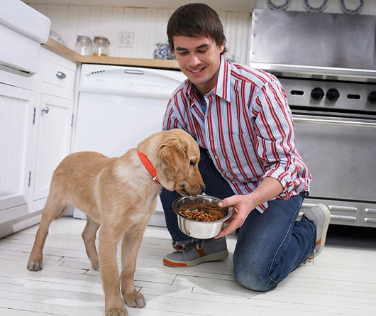 how to feed your dog: Food for DOGS
