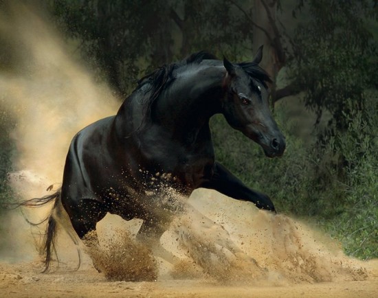 Black Horse