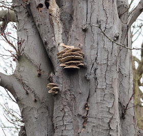 Pleurotus ostreatus, Oyster Mushroom, on Horse Chestnut.  The Knoll, Hayes, 10 December 2016.