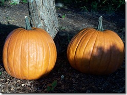Halloween decor 2010 016