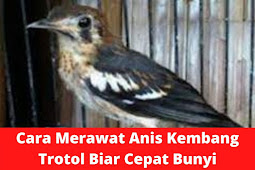 Cara Merawat Anis Kembang Trotol Biar Cepat Bunyi