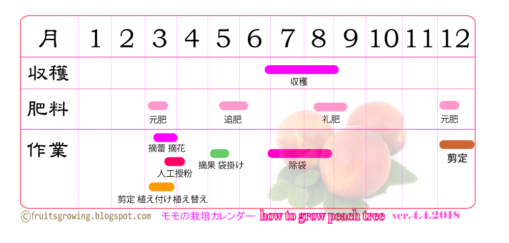 初心者でもできる桃の育て方 鉢植え プランター編 おいしい鉢植え果樹の栽培育て方 自宅を果樹園に