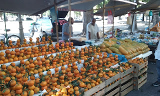 Centenas de tangerinas em lotes na barraca