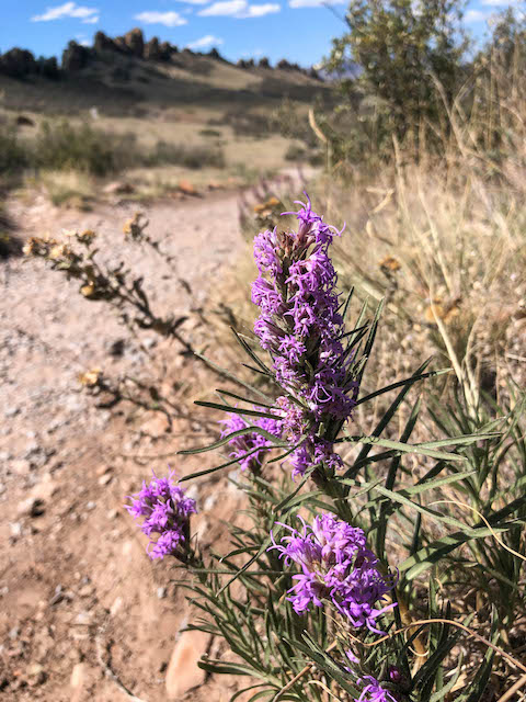 Wildflowers along the Wild Basin Loop Trail at Devil's Backbone