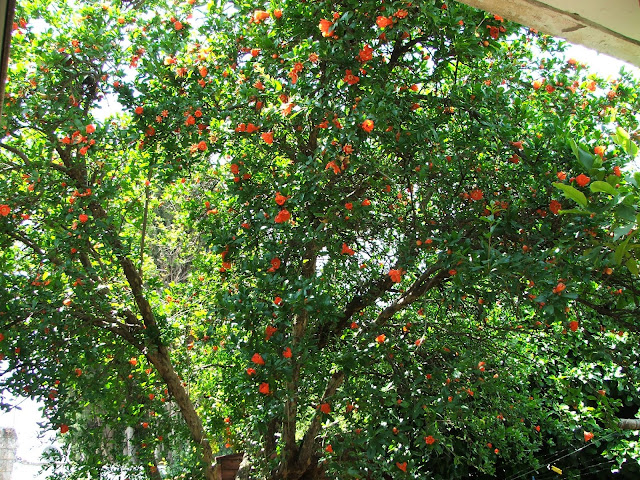 pomegranite tree in blossom in Israel