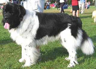 newfoundland dog puppy breeds hound canine pooch canis despicable fellow qen txakurra gos pas hond koer aso koira kutya hundur madra pets huisdieren domace zvali augintiniai alagang hayop domaci zvirata kucni ljubimci animals domestics maskotak animal pets info animaux de compagnie Haustiere de companie husdjur Evcil Hayvan anifeiliaid anwes