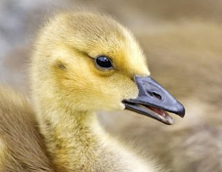 Baby gosling